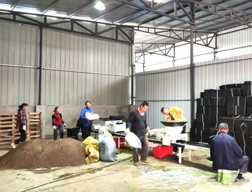 夏之火丨工廠化育秧 機(jī)械化插秧 龍泉驛大春播種滿滿的科技感